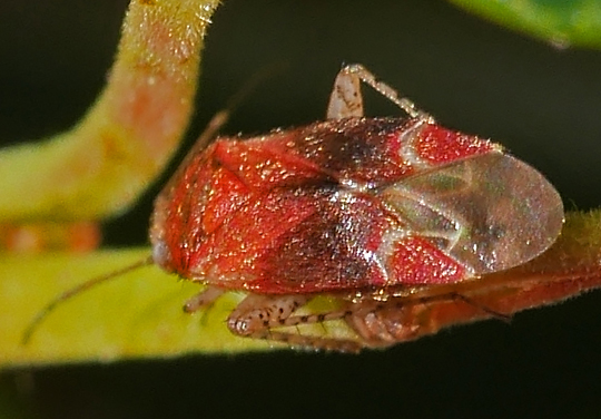 Psallus falleni