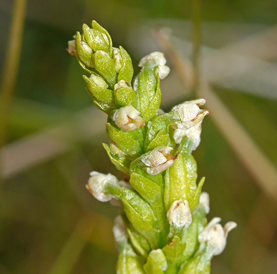 Pachytomella parallela
