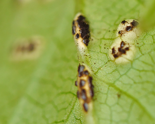Puccinia aegopodii