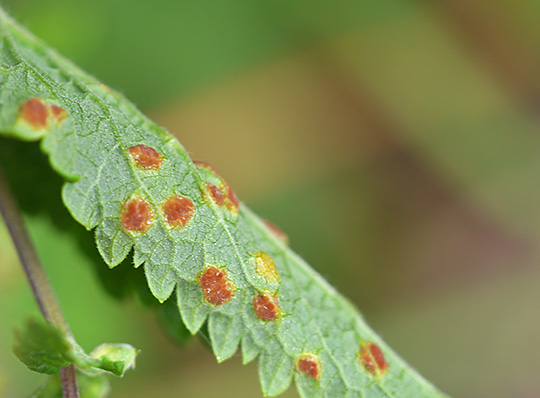 Puccinia annularis