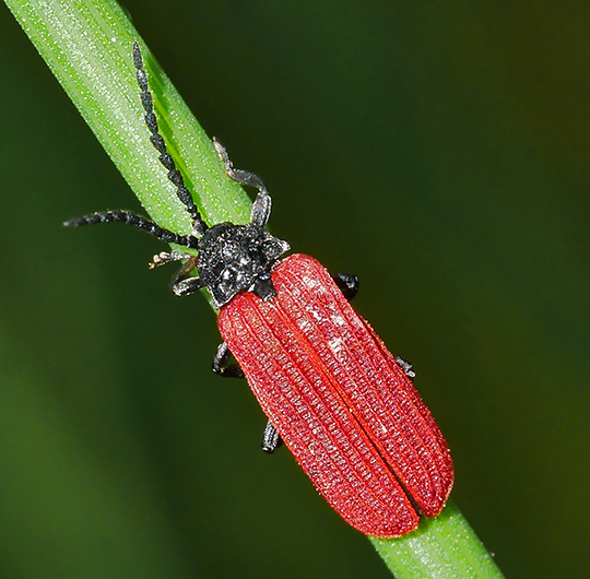Pyropterus nigroruber