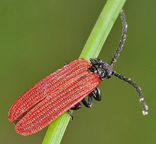 Pyropterus nigroruber