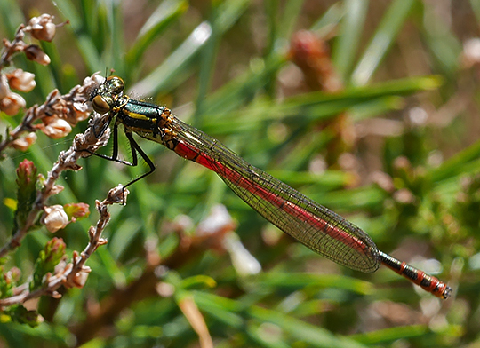 Pyrrhosoma nymphula