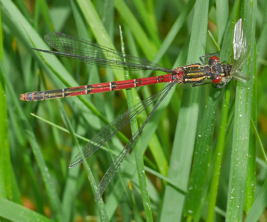 Pyrrhosoma nymphula
