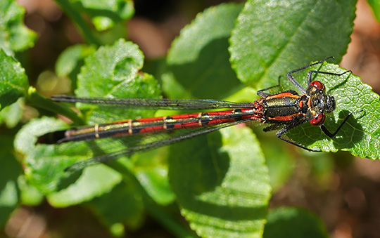 Pyrrhosoma nymphula