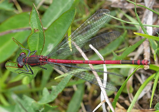 Pyrrhosoma nymphula