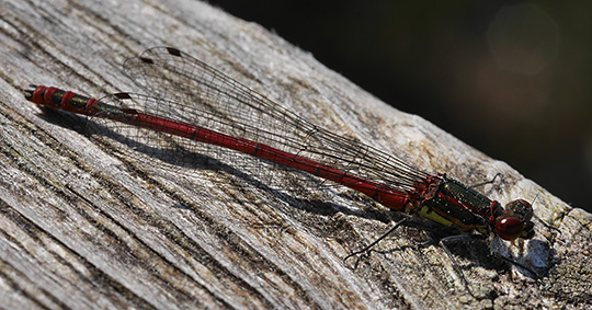 Pyrrhosoma nymphula