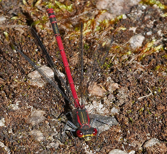 Pyrrhosoma nymphula