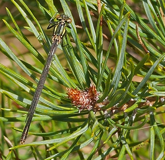Pyrrhosoma nymphula