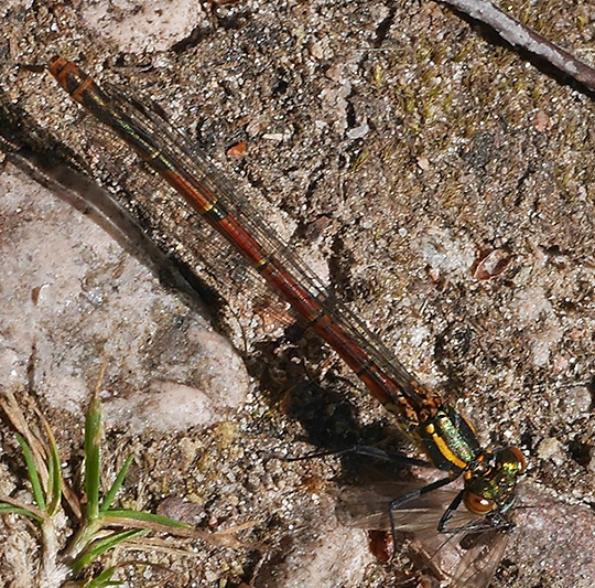 Pyrrhosoma nymphula