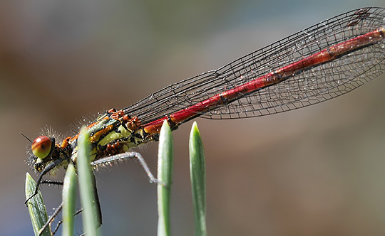 Pyrrhosoma nymphula