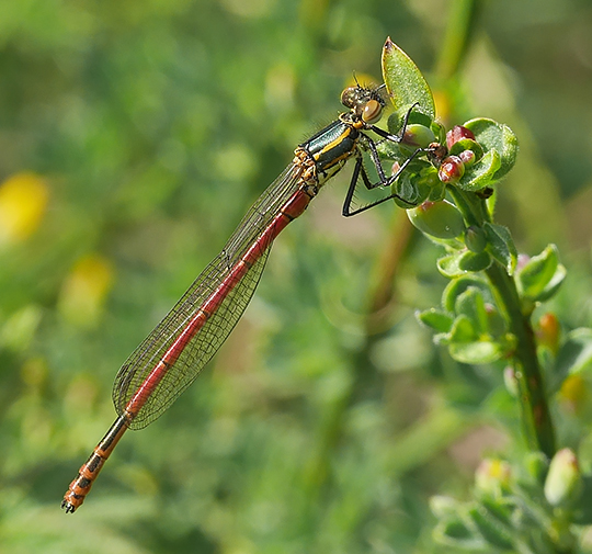 Pyrrhosoma nymphula