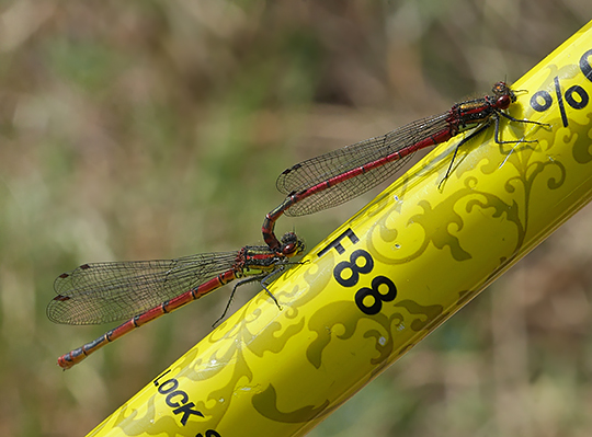 Pyrrhosoma nymphula