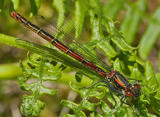 Pyrrhosoma nymphula