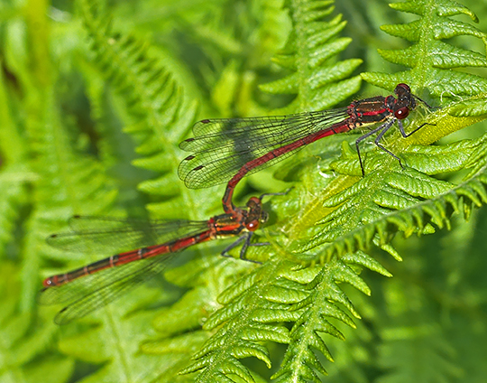 Pyrrhosoma nymphula