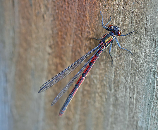 Pyrrhosoma nymphula