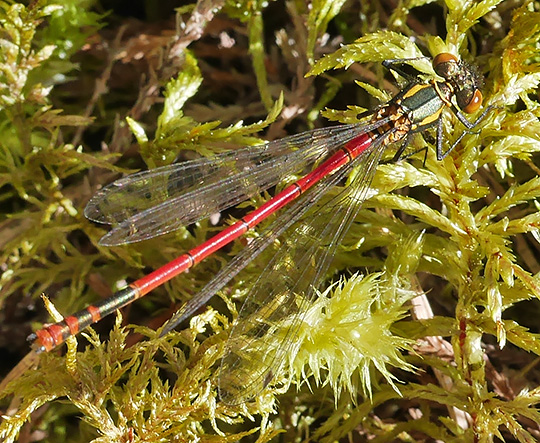 Pyrrhosoma nymphula