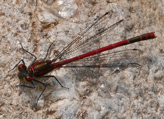 Pyrrhosoma nymphula
