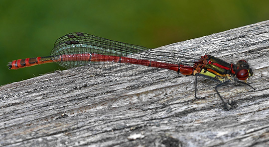 Pyrrhosoma nymphula