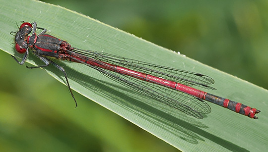 Pyrrhosoma nymphula