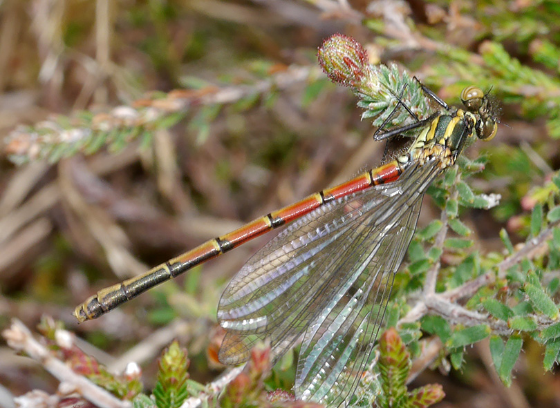 Pyrrhosoma nymphula