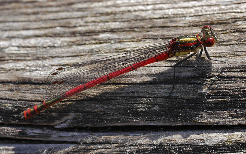 Pyrrhosoma nymphula