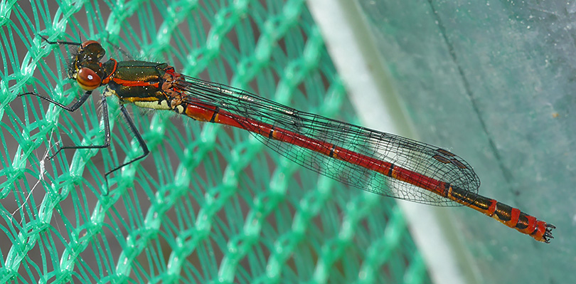 Pyrrhosoma nymphula