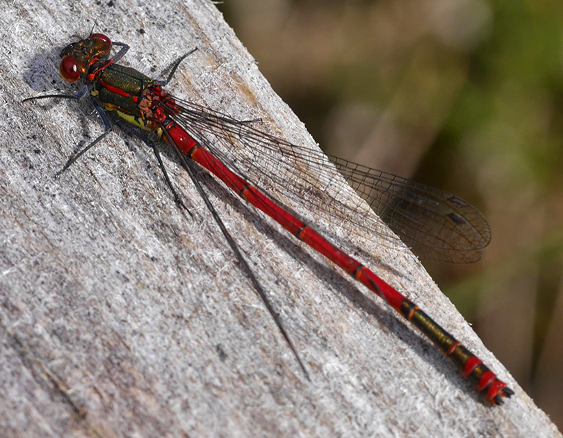 Pyrrhosoma nymphula