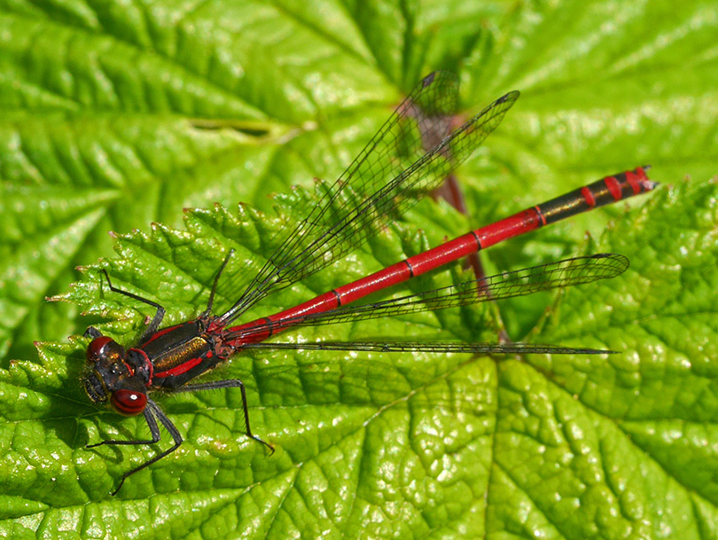 Pyrrhosoma nymphula