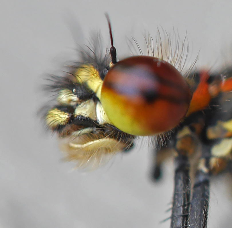 Pyrrhosoma nymphula