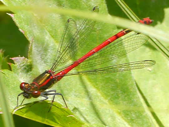 Pyrrhosoma nymphula
