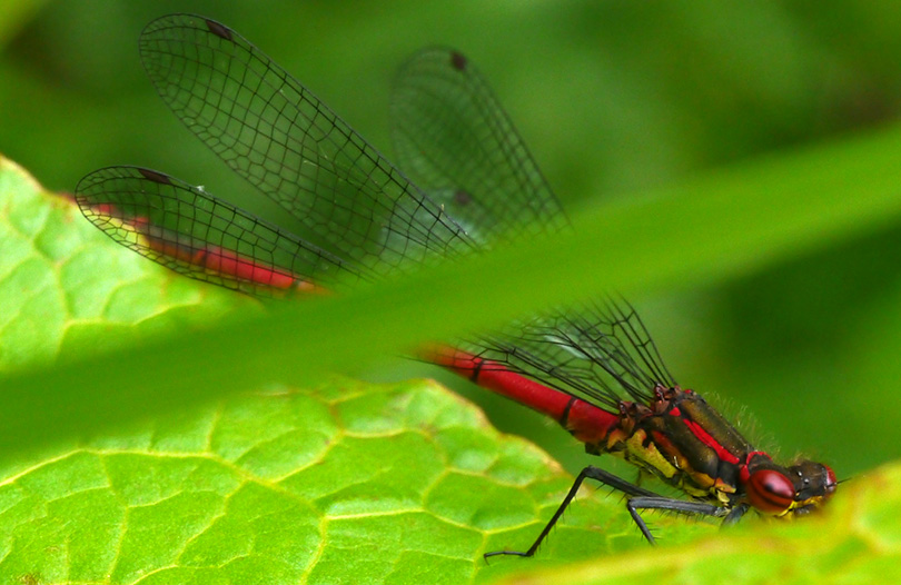 Pyrrhosoma nymphula
