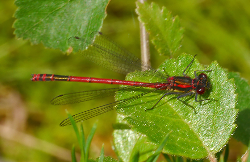 Pyrrhosoma nymphula