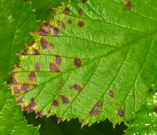 Ramularia ulmariae