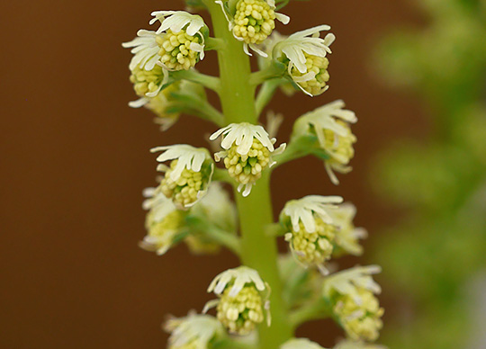 Reseda luteola