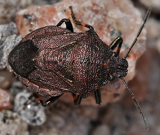 Rhacognathus punctatus