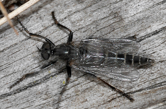 Rhadiurgus variabilis