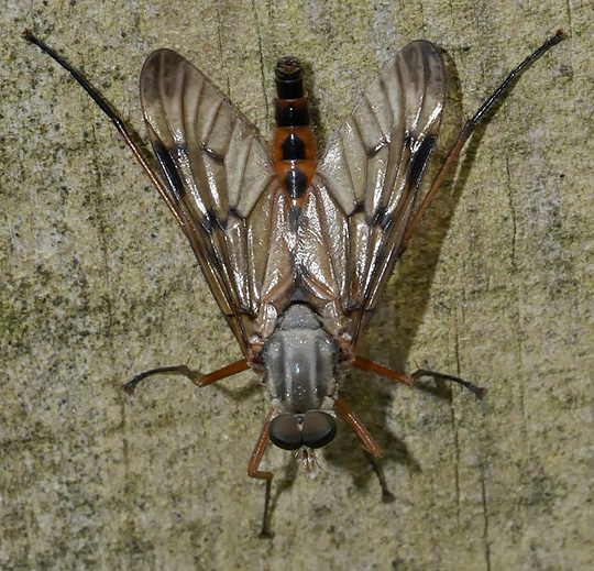 Rhagio scolopaceus