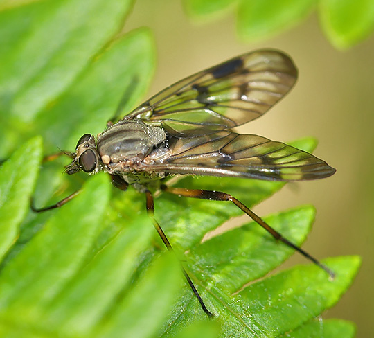 Rhagio scolopaceus
