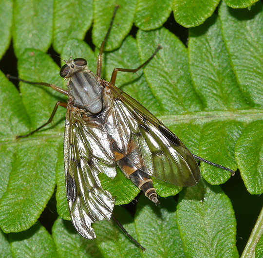 Rhagio scolopaceus