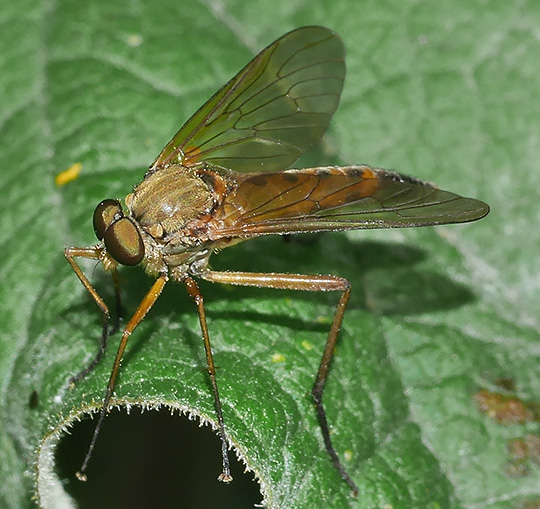 Rhagio tringarius