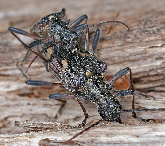 Rhagium bifasciatum