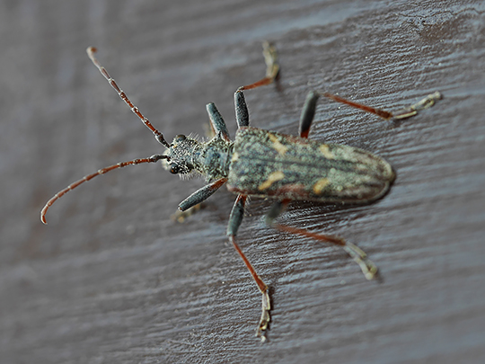 Rhagium bifasciatum