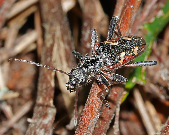 Rhagium bifasciatum