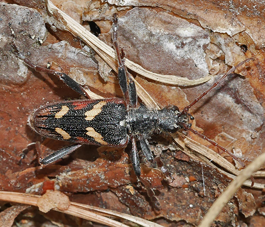 Rhagium bifasciatum