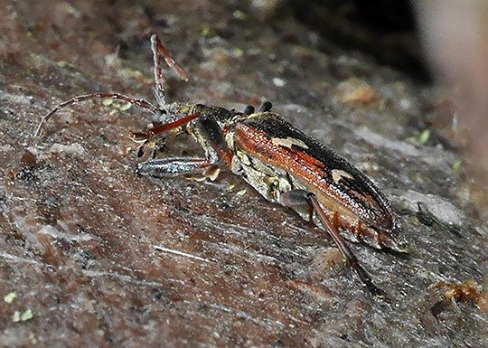 Rhagium bifasciatum