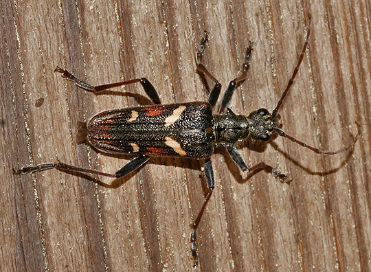 Rhagium bifasciatum