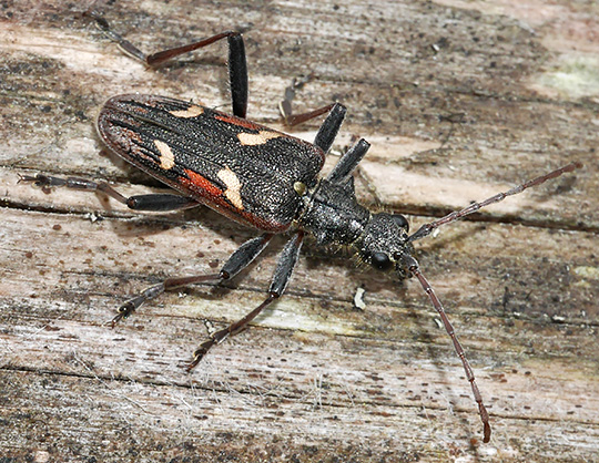 Rhagium bifasciatum