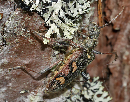 Rhagium bifasciatum