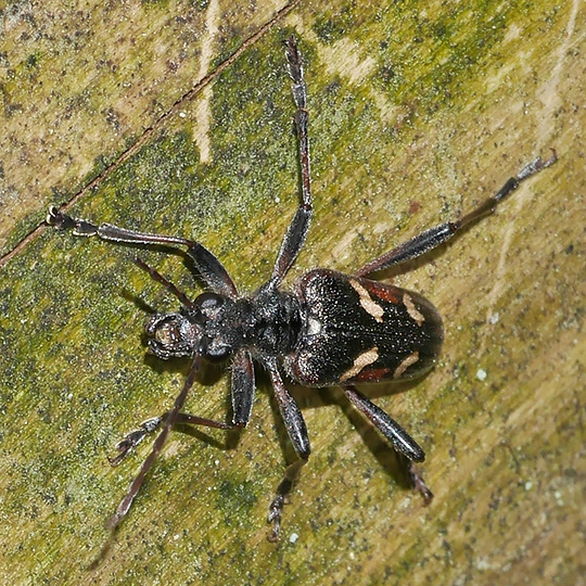 Rhagium bifasciatum